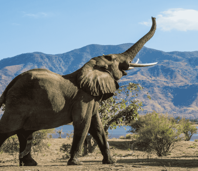 ¿Qué tanto sabes sobre los elefantes?