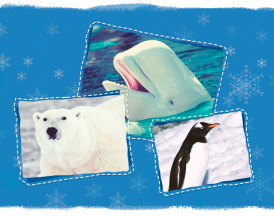 Animales que viven en la nieve