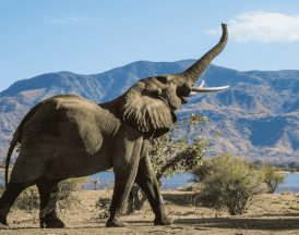 ¿Qué tanto sabes sobre los elefantes?