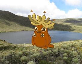Frailejones en Colombia: secretos sorprendentes de los guardianes del agua y los páramos