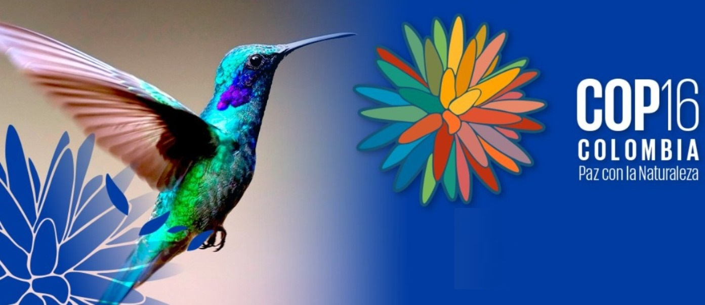 Flor de Inírida, símbolo de diversidad natural del país, es la imagen de la COP16 Flor de Inírida, símbolo de diversidad natural del país, es la imagen de la COP16