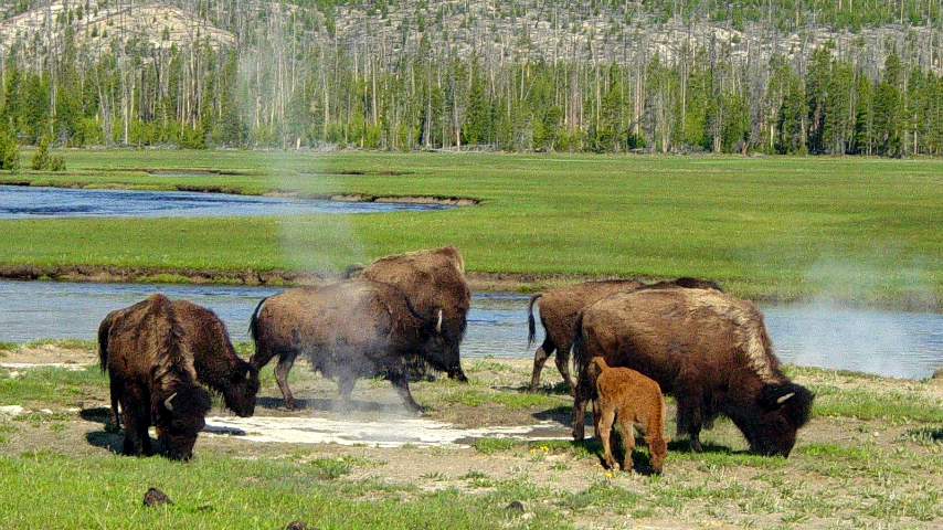 Yellowstone National Park en Estados Unidos Yellowstone National Park en Estados Unidos