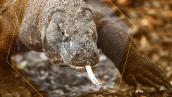 Dragón de Komodo, el lagarto más peligroso del mundo 