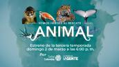 Señal Colombia estrena la serie ‘Somos héroes al rescate animal’