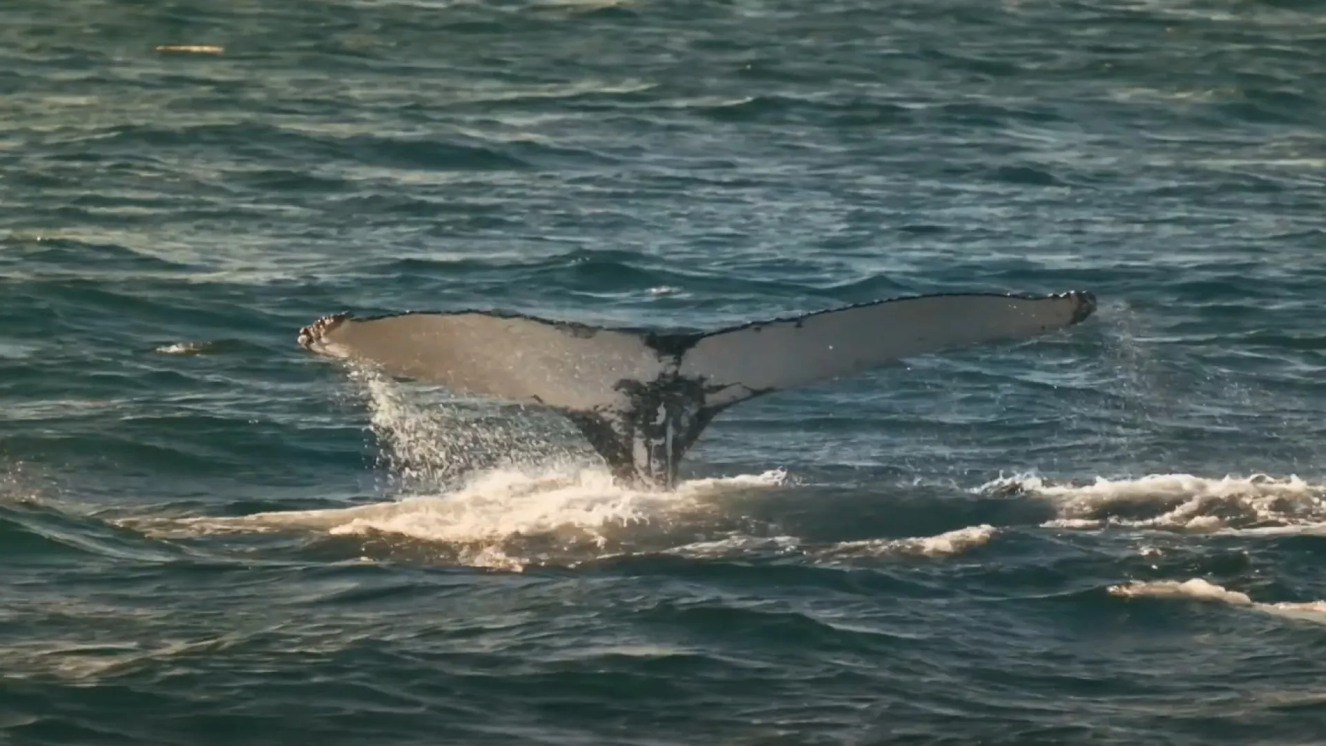Somos héroes al rescate animal