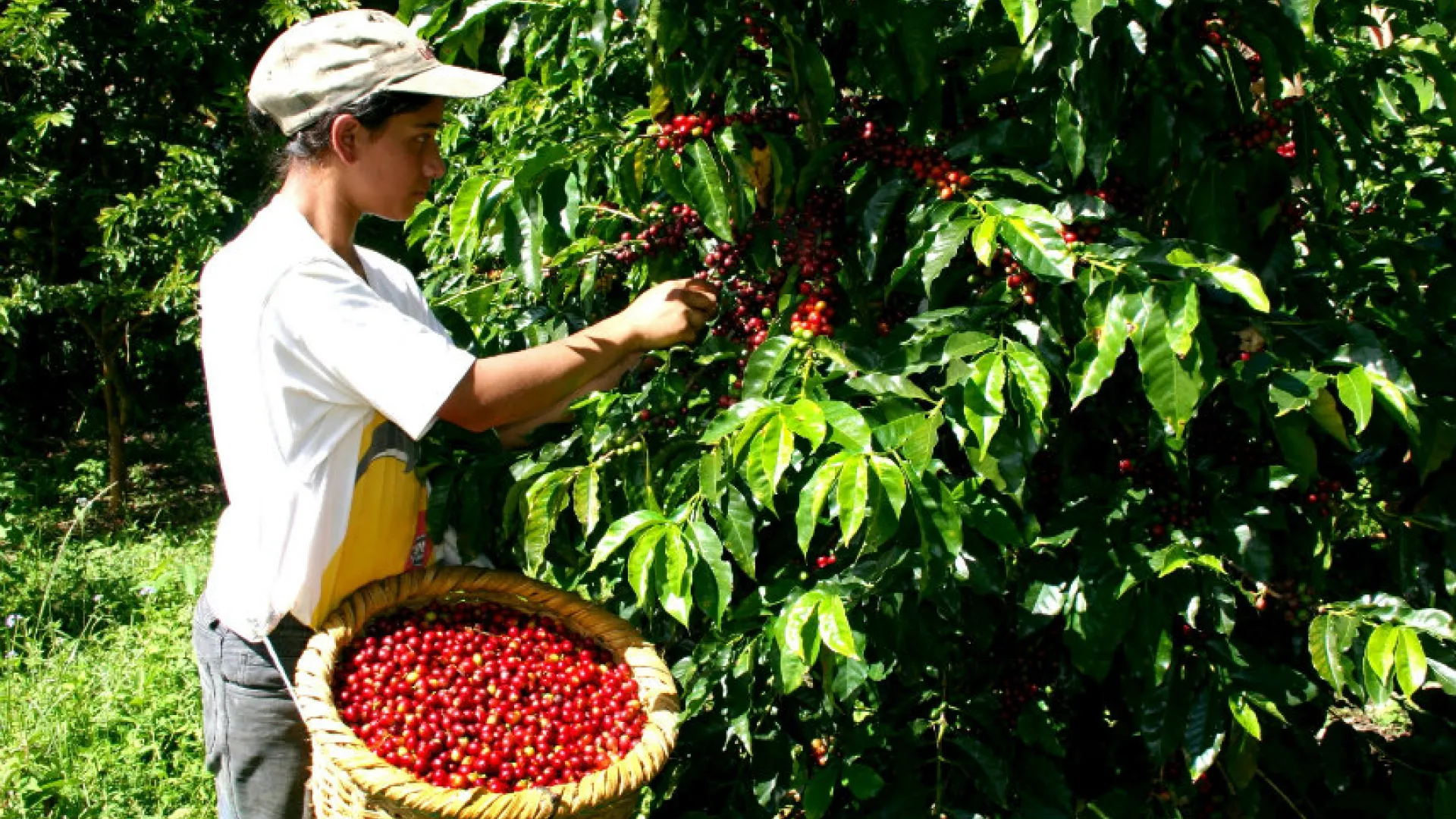 Caficultores recibirán más de $20 mil millones para superar problemas por sequía