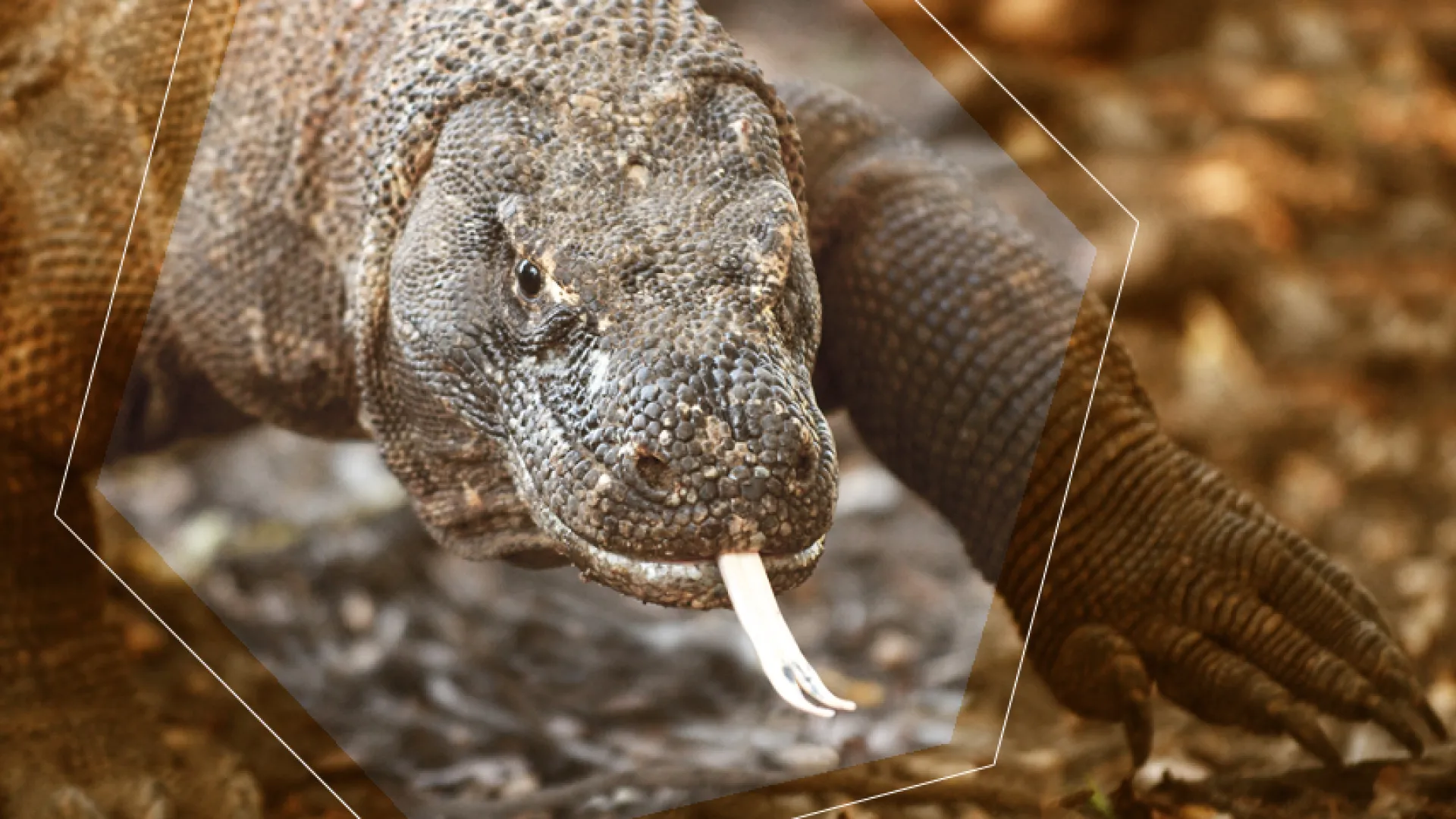Dragón de Komodo, el lagarto más peligroso del mundo 