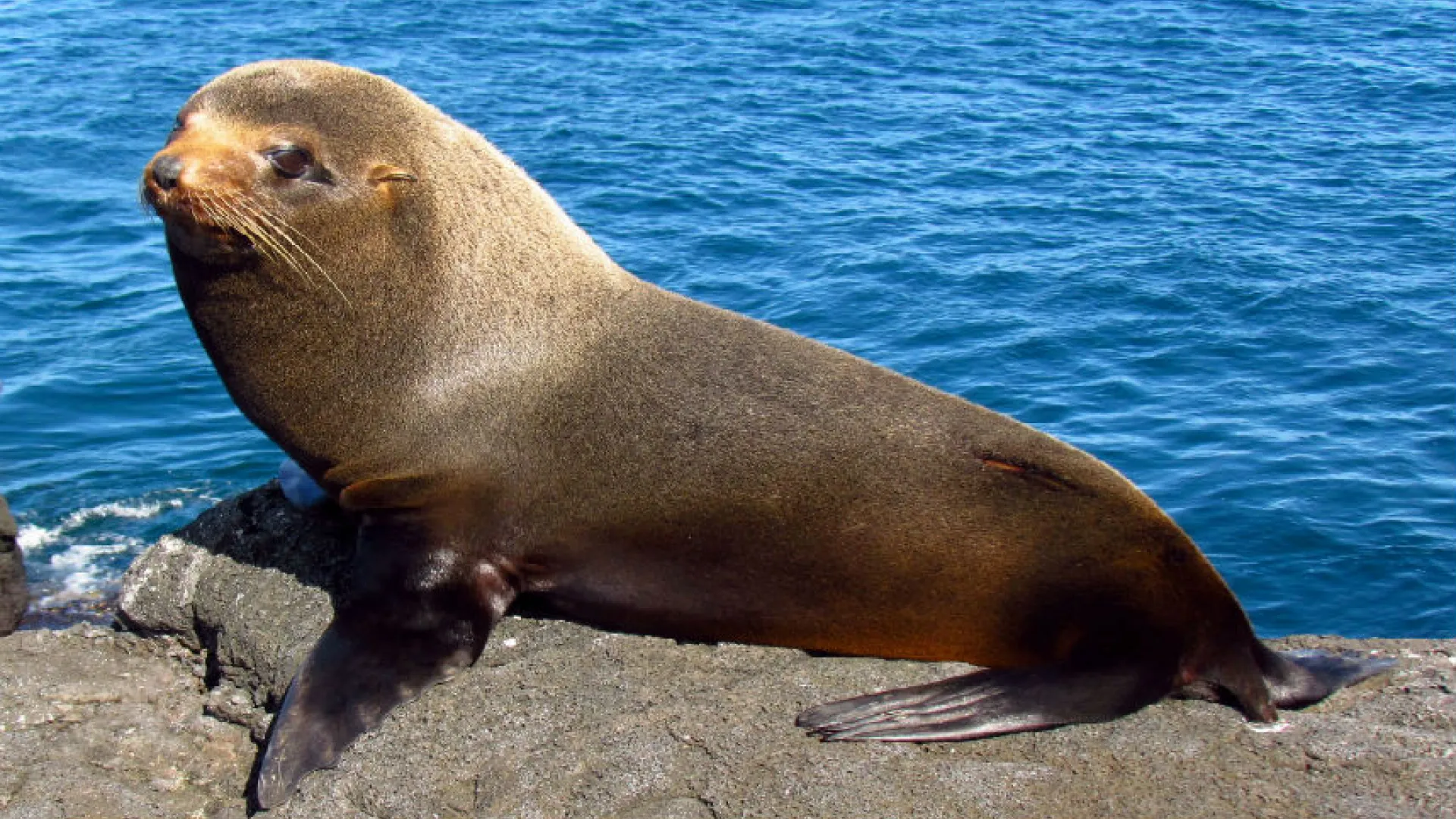 Galápagos, documental BBC en Canal UNO