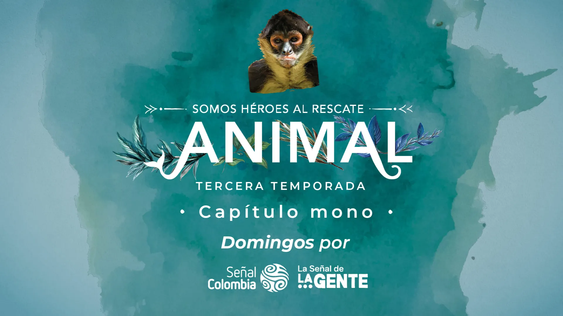 La supervivencia del mono araña en los bosques de Boyacá, en “Somos héroes al rescate animal” este domingo