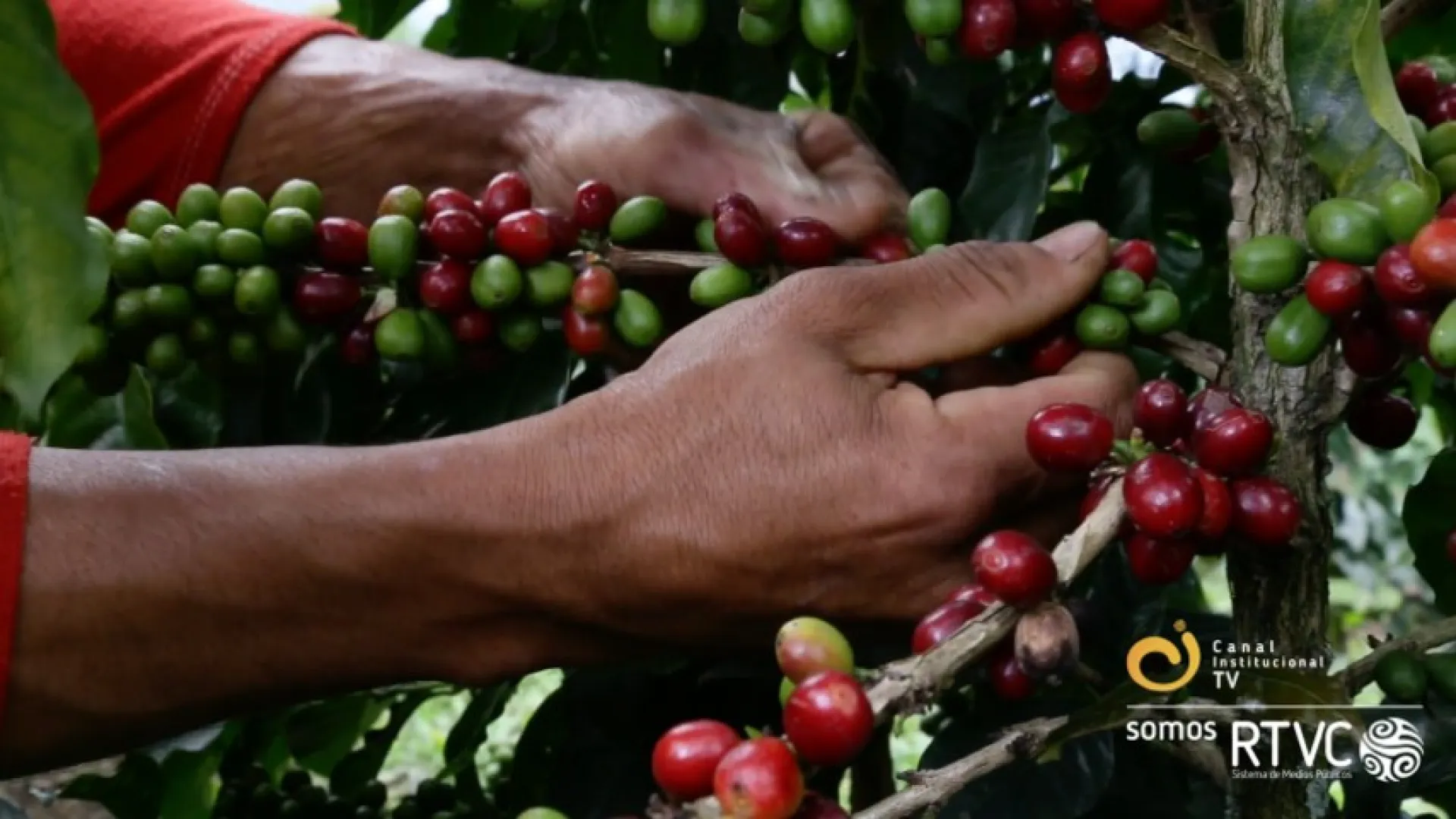 Canal Institucional estrena nueva temporada de MIMBRE