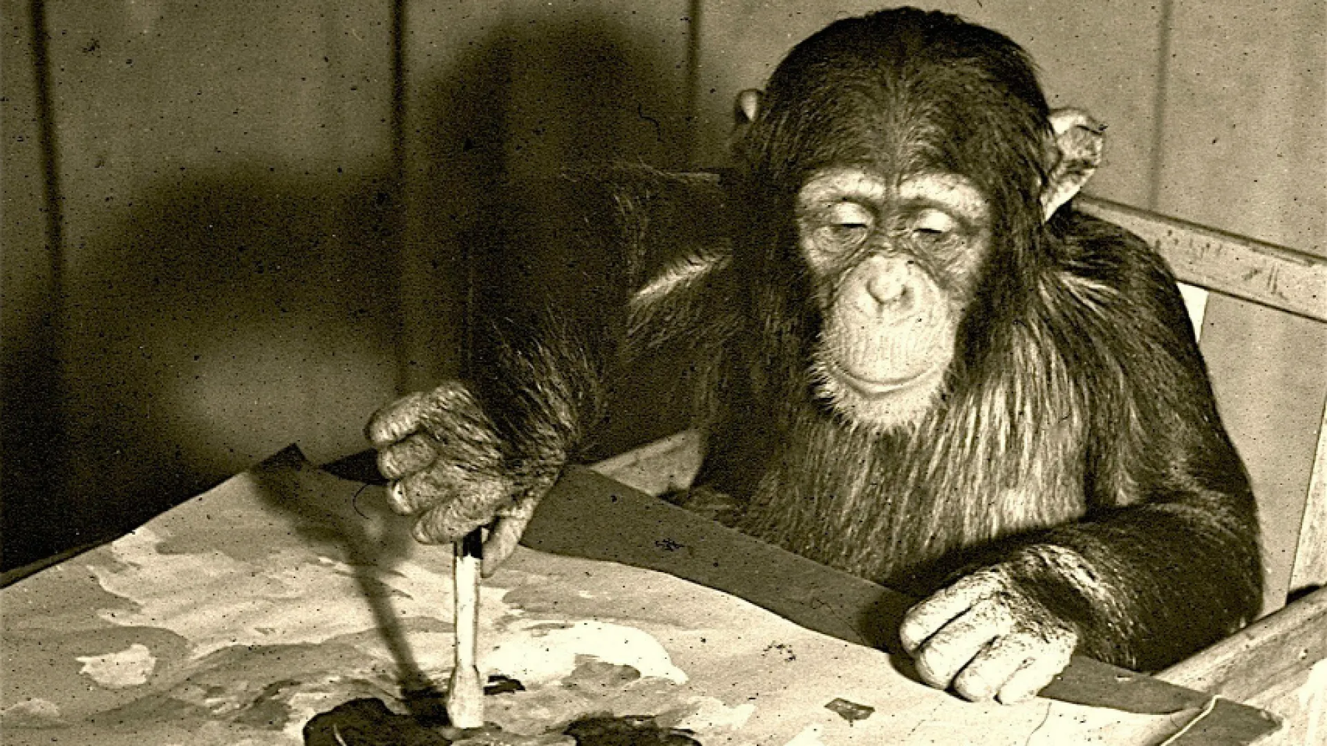 Animales inteligentes, documental de la BBC por Canal Uno