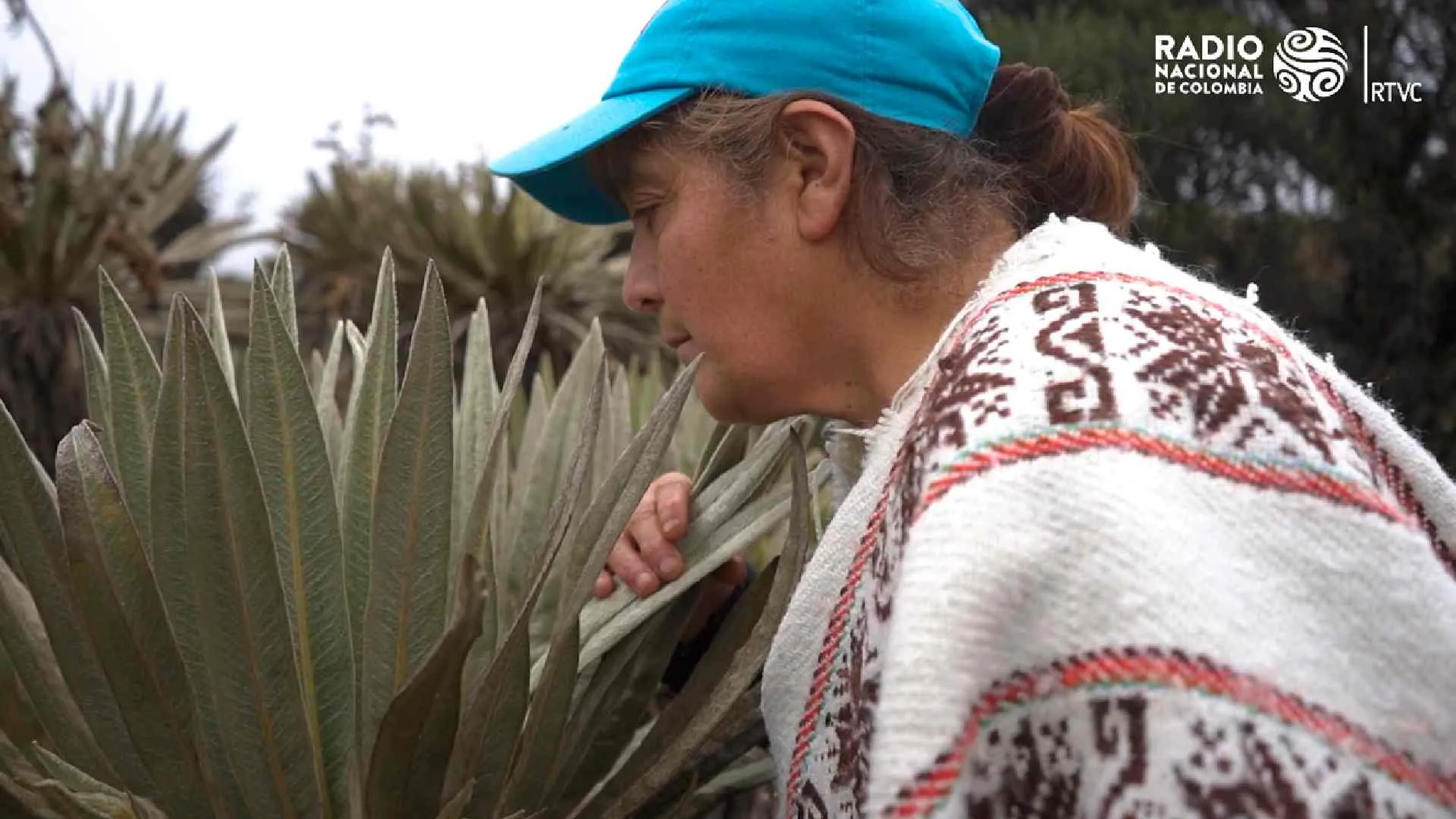 Maestro Páramos, documental de Radio Nacional de Colombia