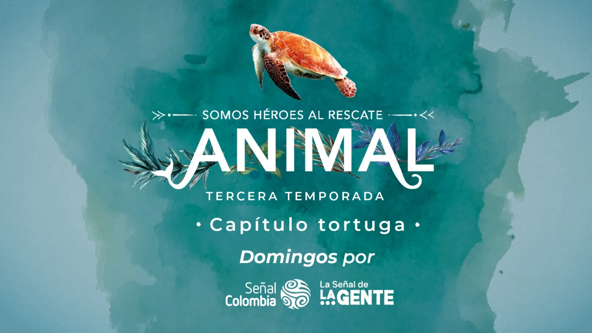 Este domingo, comunidades de San Andrés y Providencia demuestran cómo luchan por la supervivencia de las tortugas