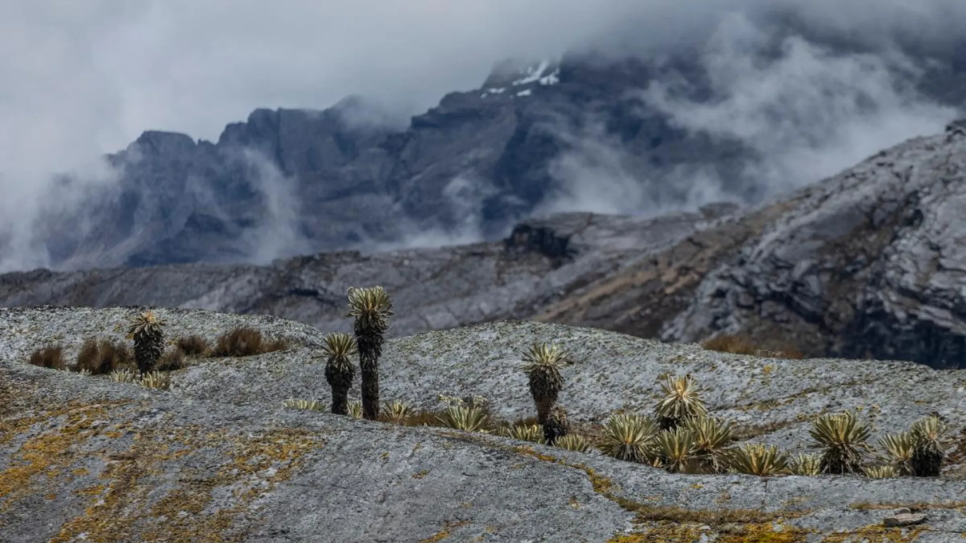 "Páramos, el país de las nieblas", realidad biológica, territorial y social de estos ecosistemas
