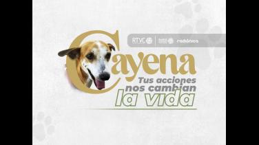 Conoce el Proyecto Cayena, sobre el cuidado y protección animal