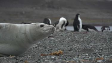 Colombia Antártica: especial de Radio Nacional
