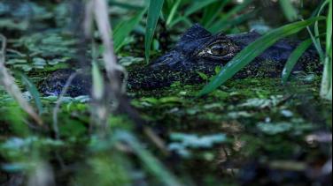 ¿Cómo cuidar la Amazonía desde las ciudades?