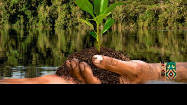 Conpes 4021: especial ambiental sobre reforestación