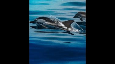 Guía de Mi Señal sobre la inteligencia de los delfines
