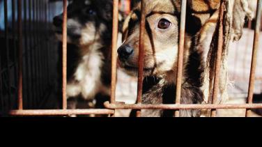 Cómo denunciar maltrato animal, con tu amigo Canal Institucional