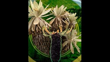 El homenaje de Google a los frailejones