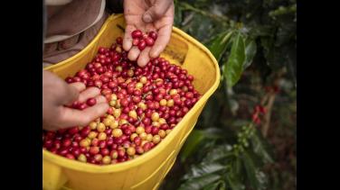 Homenaje a nuestras familias cafeteras