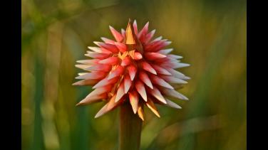 El símbolo de la COP16 en la memoria