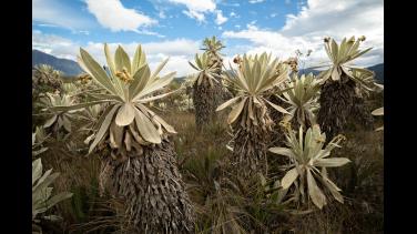 Retos para hacer pedagogía sobre los frailejones