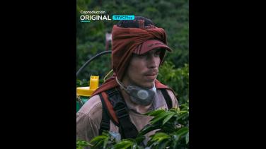 Permanecer para resistir: mira en estreno "La Roya" por RTVCPlay