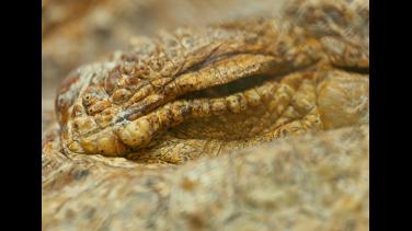 El documental "Reyes del Orinoco" llega a la pantalla de Señal Colombia