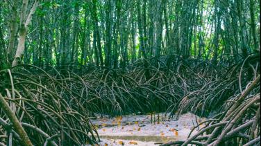 Qué significa el Día Internacional de la defensa de los manglares