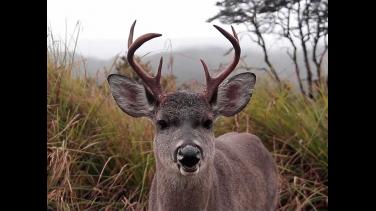 Cinco producciones de RTVC están nominadas en festivales de China