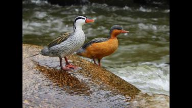 ¿Conoces Putumayo? Anota estos planes y conéctate al nuevo especial de Radio Nacional