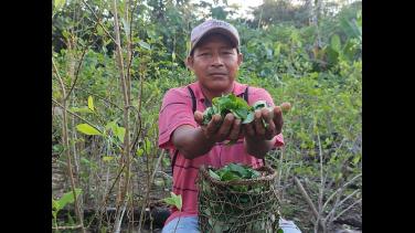 La ruta del mambe: especial de Radio Nacional de Colombia