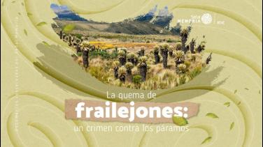 La quema de frailejones: el mayor crimen contra los páramos