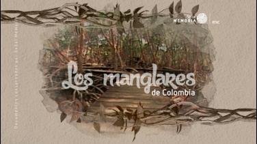 Los manglares de Colombia en el archivo de Señal Memoria