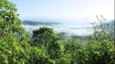 La deforestación en la Amazonía: especial de RTVC Noticias