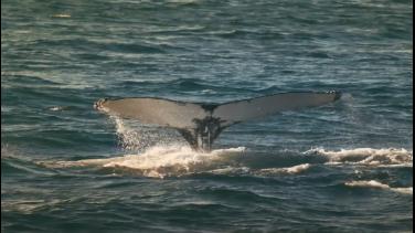 Somos héroes al rescate animal