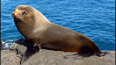 Galápagos, documental BBC en Canal UNO