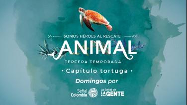 Este domingo, comunidades de San Andrés y Providencia demuestran cómo luchan por la supervivencia de las tortugas