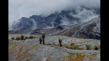 "Páramos, el país de las nieblas", realidad biológica, territorial y social de estos ecosistemas
