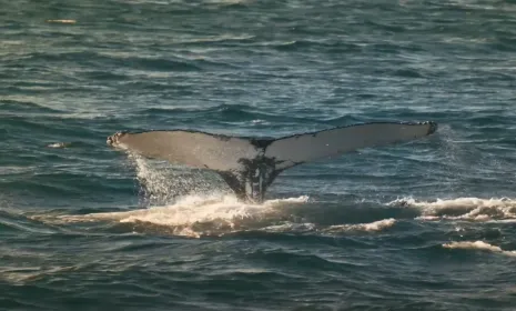Somos héroes al rescate animal