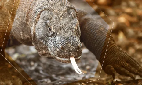 Dragón de Komodo, el lagarto más peligroso del mundo 