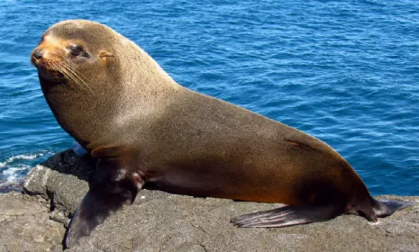 Galápagos, documental BBC en Canal UNO