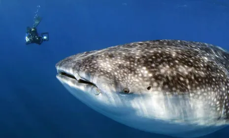 Héroes al rescate animal