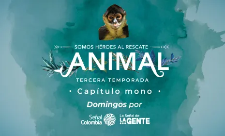 La supervivencia del mono araña en los bosques de Boyacá, en “Somos héroes al rescate animal” este domingo