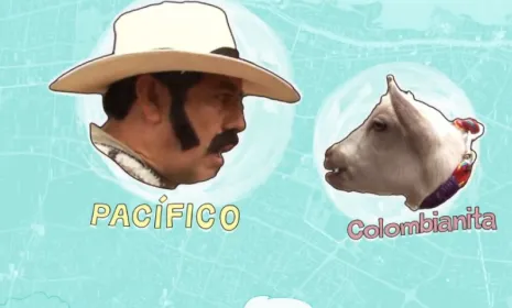 Pacifico y Colombianita