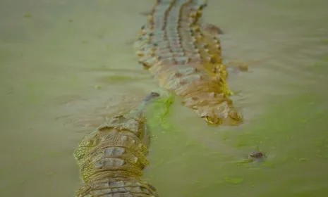 Reyes del Orinoco llega a Señal Colombia después de su estreno en la COP16