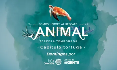 Este domingo, comunidades de San Andrés y Providencia demuestran cómo luchan por la supervivencia de las tortugas