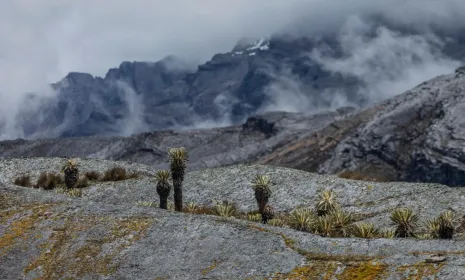 "Páramos, el país de las nieblas", realidad biológica, territorial y social de estos ecosistemas